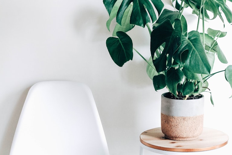 Best Plants for Home Decor in 2026: What to Buy and How Not to Kill Them