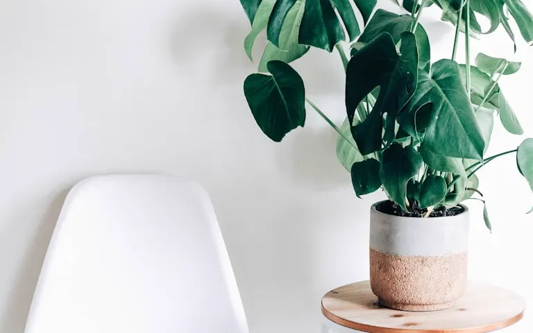 Best Plants for Home Decor: What to Buy and How Not to Kill Them